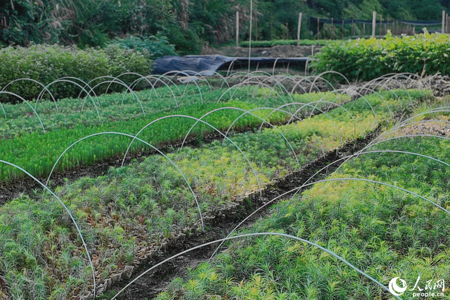 清流縣保障性苗圃的育苗區(qū)。人民網(wǎng) 楊灝昱攝