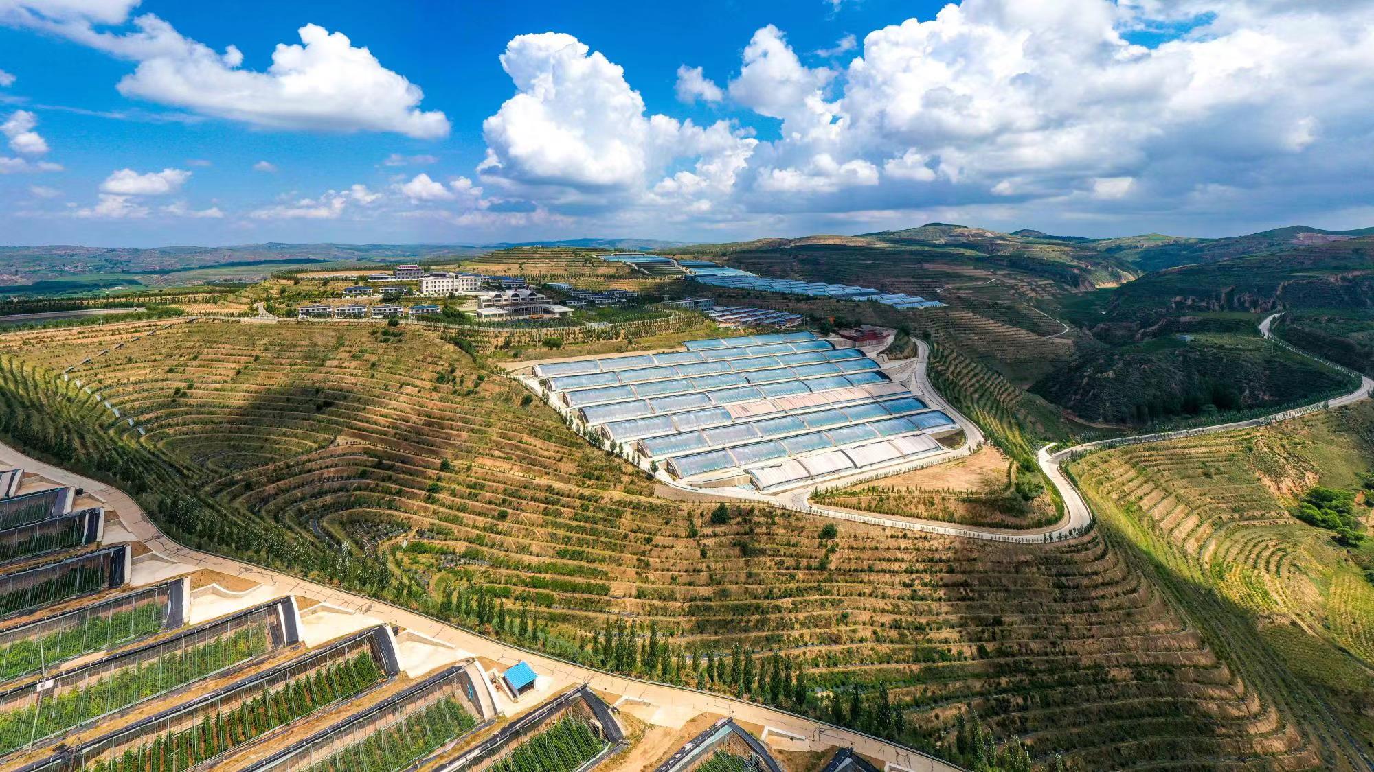 榆嶺窊村豐禾農(nóng)場的果蔬大棚。