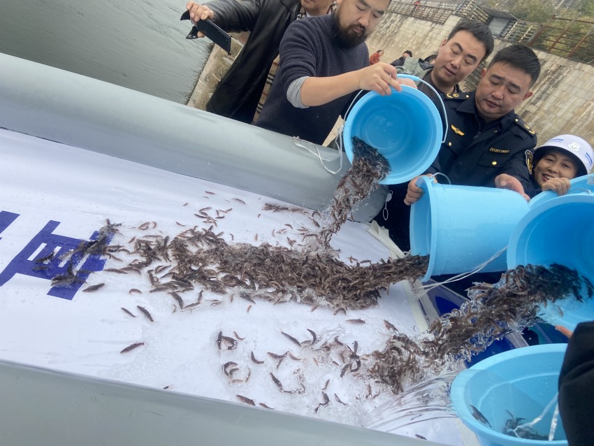 放流活動現(xiàn)場。宜賓市廣播電視臺供圖