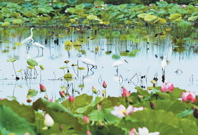 山東濟(jì)寧:微湖風(fēng)光入畫來