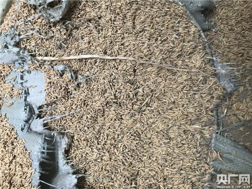 萬寶收儲庫點的部分省級儲備糧已經(jīng)發(fā)黑霉變