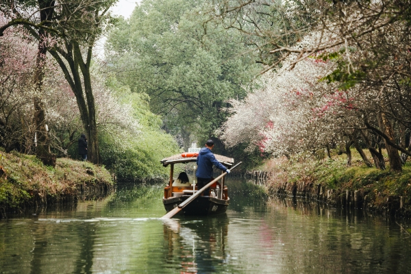 杭州西溪濕地，河岸梅花盛開(kāi)。圖片來(lái)源：視覺(jué)中國(guó)