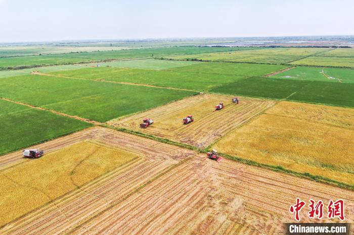 圖為在南昌縣大田農(nóng)社，收割機正在收割早稻?！⒘?攝