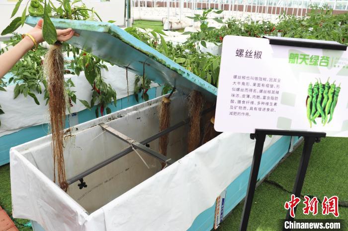 圖為在南昌市紅谷灘區(qū)元宇宙·VR數(shù)字農(nóng)業(yè)示范基地氣霧培養(yǎng)車間里，螺絲椒長勢良好?！⌒苠\陽 攝